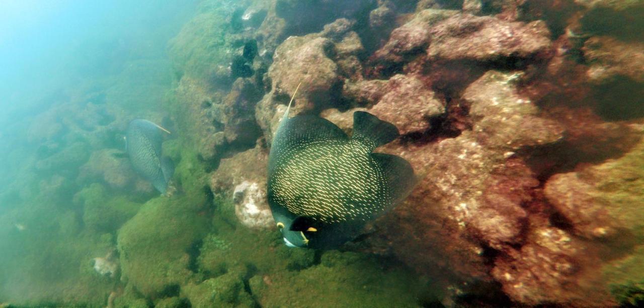 Paul'S Kitchenettes Da Praia & Nemo Dive, Centro De Mergulho Santa Cruz Cabrália Eksteriør billede